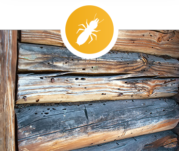 wood-insects.png