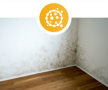 mold.png